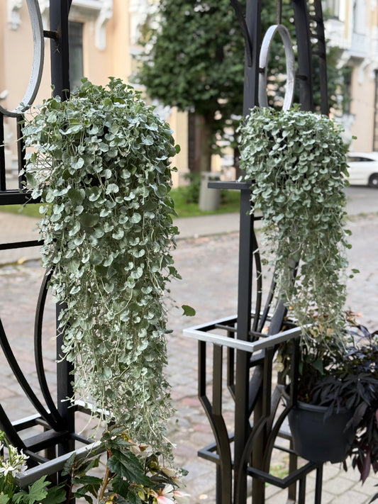 Dichondra argentea Silver Surfer™ | Silver ponysfoot therapyofflowers.com