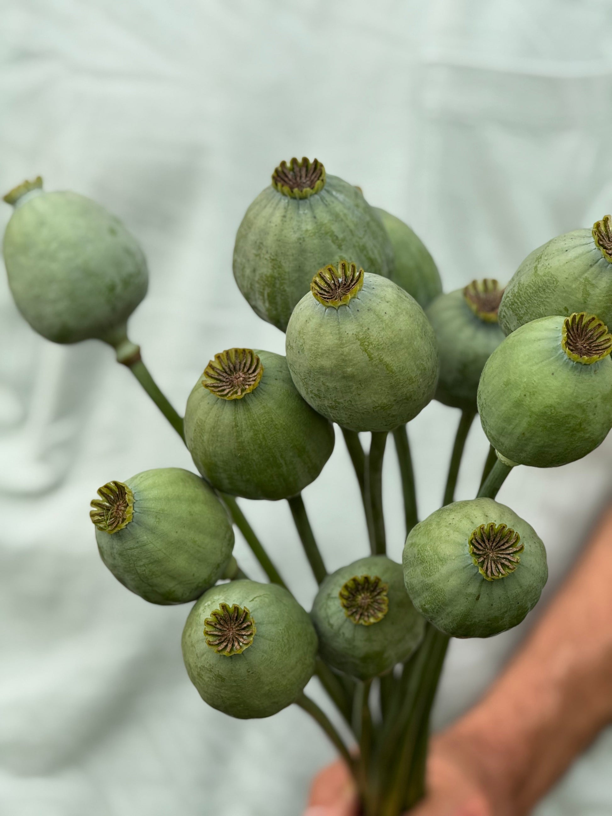 Papaver somniferum Bowling Ball | Breadseed Poppies therapyofflowers.com