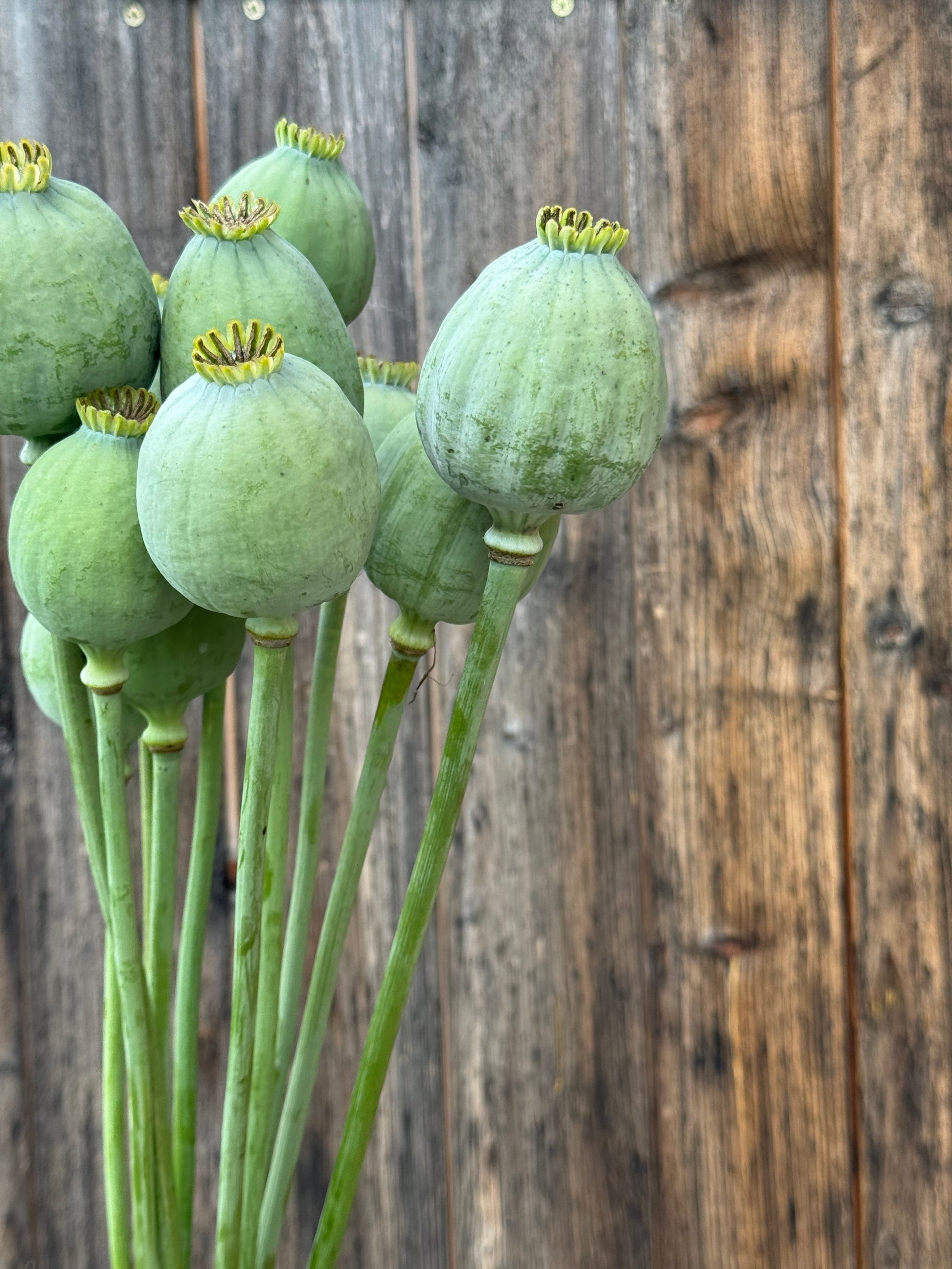 Papaver somniferum Bowling Ball | Breadseed Poppies therapyofflowers.com