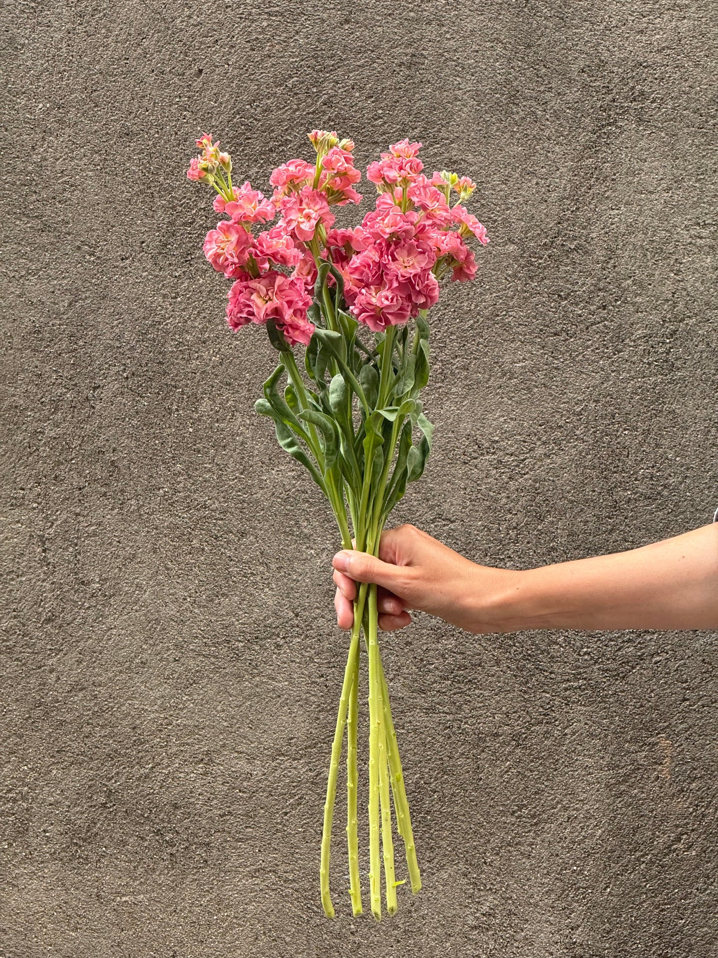 Matthiola incana StoX® Antique Rose | Stock therapyofflowers.com