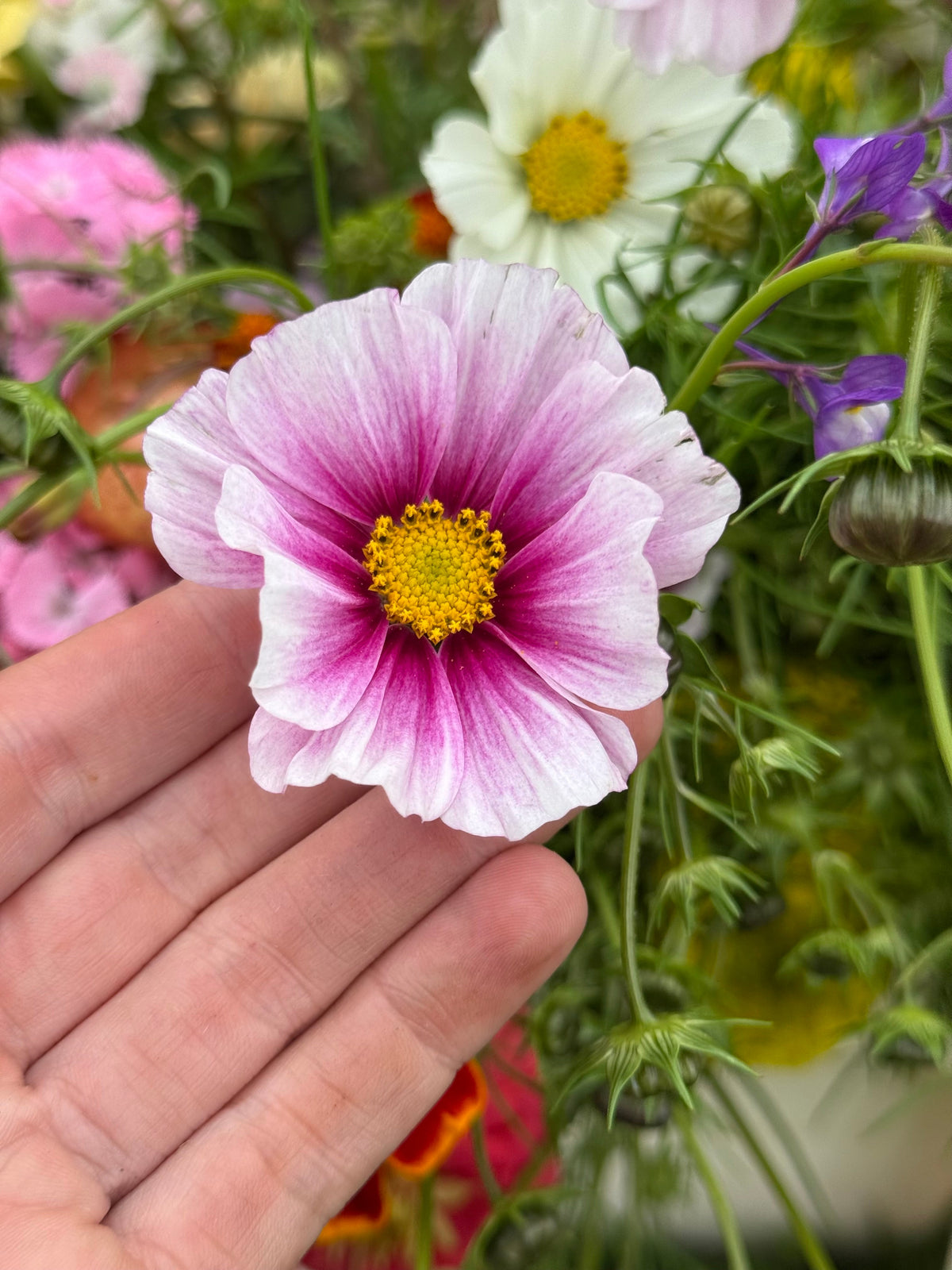 Cosmos bipinnatus Sensation Day Dream | Palest pink blooms therapyofflowers.com