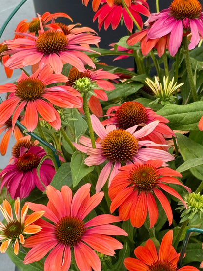 Echinacea purpurea PollyNation™ Golden Summer Mix | Coneflower therapyofflowers.com