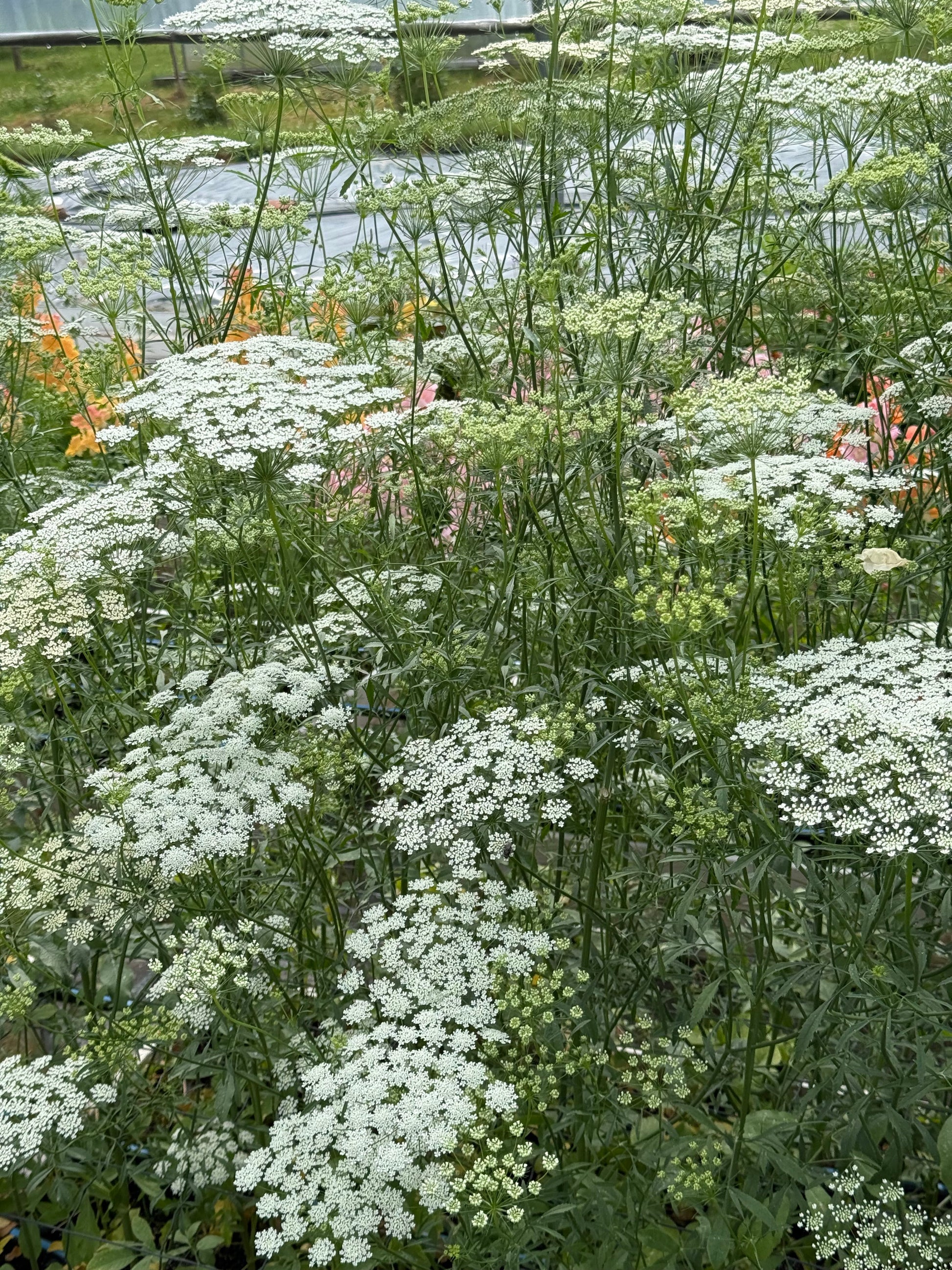 Ammi majus Queen of Africa | Bishop's Flower therapyofflowers.com