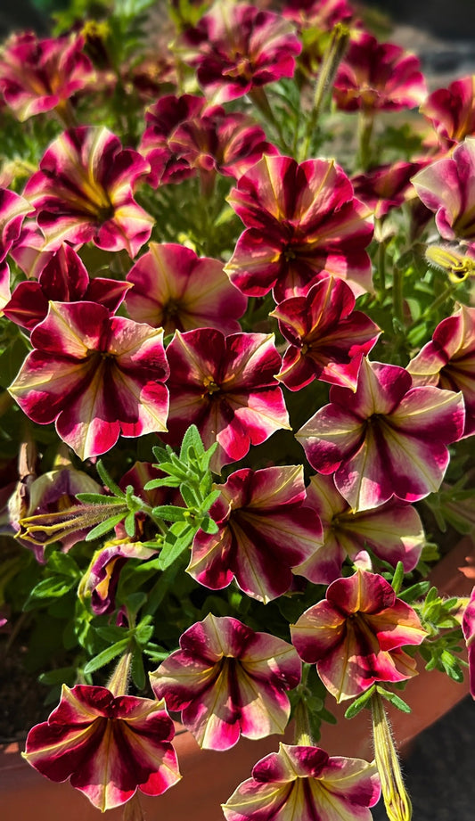 Petunia x hybrida My Joy Yellow Bronze Red F1 | Petunia | Pelleted therapyofflowers.com