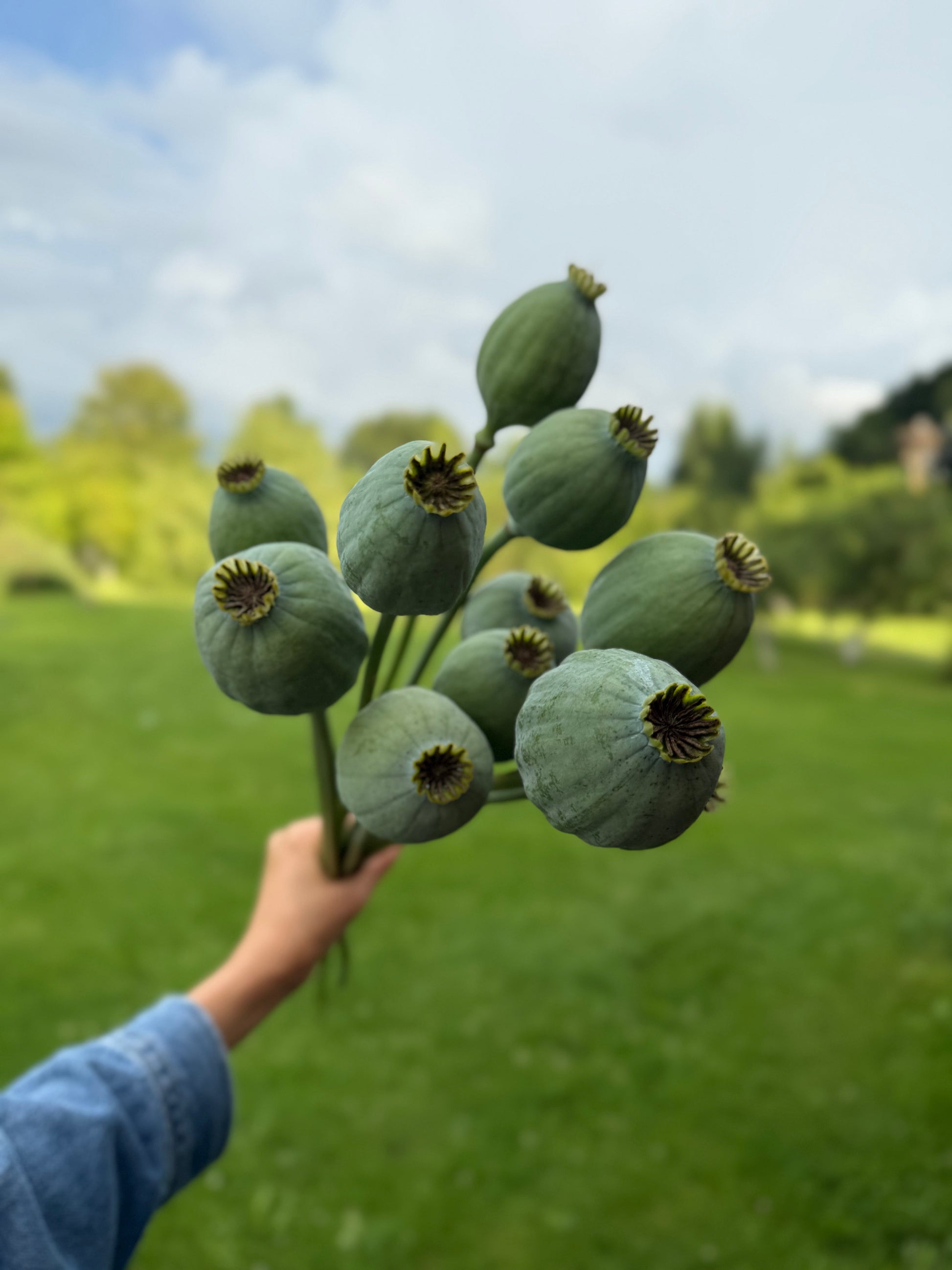 Papaver somniferum Bowling Ball | Breadseed Poppies therapyofflowers.com