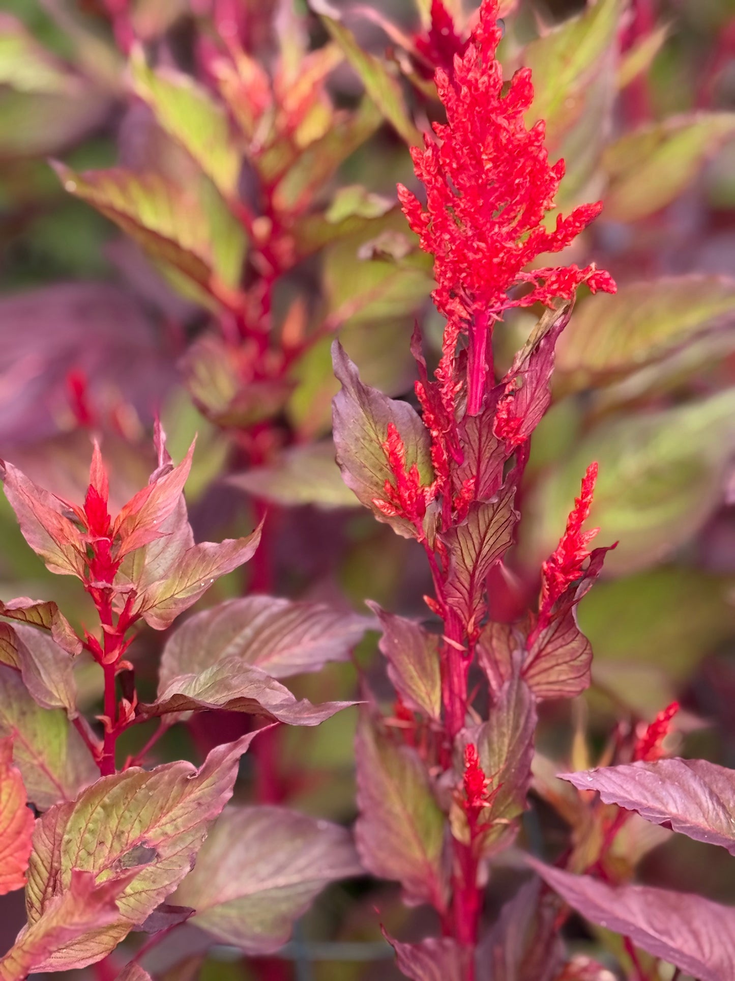 Celosia argentea var. plumosa Forest Fire | Feather Celosia | Tall therapyofflowers.com