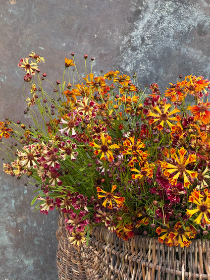Coreopsis x hybrida Incredible! Sea Shells mix | Tickseed therapyofflowers.com