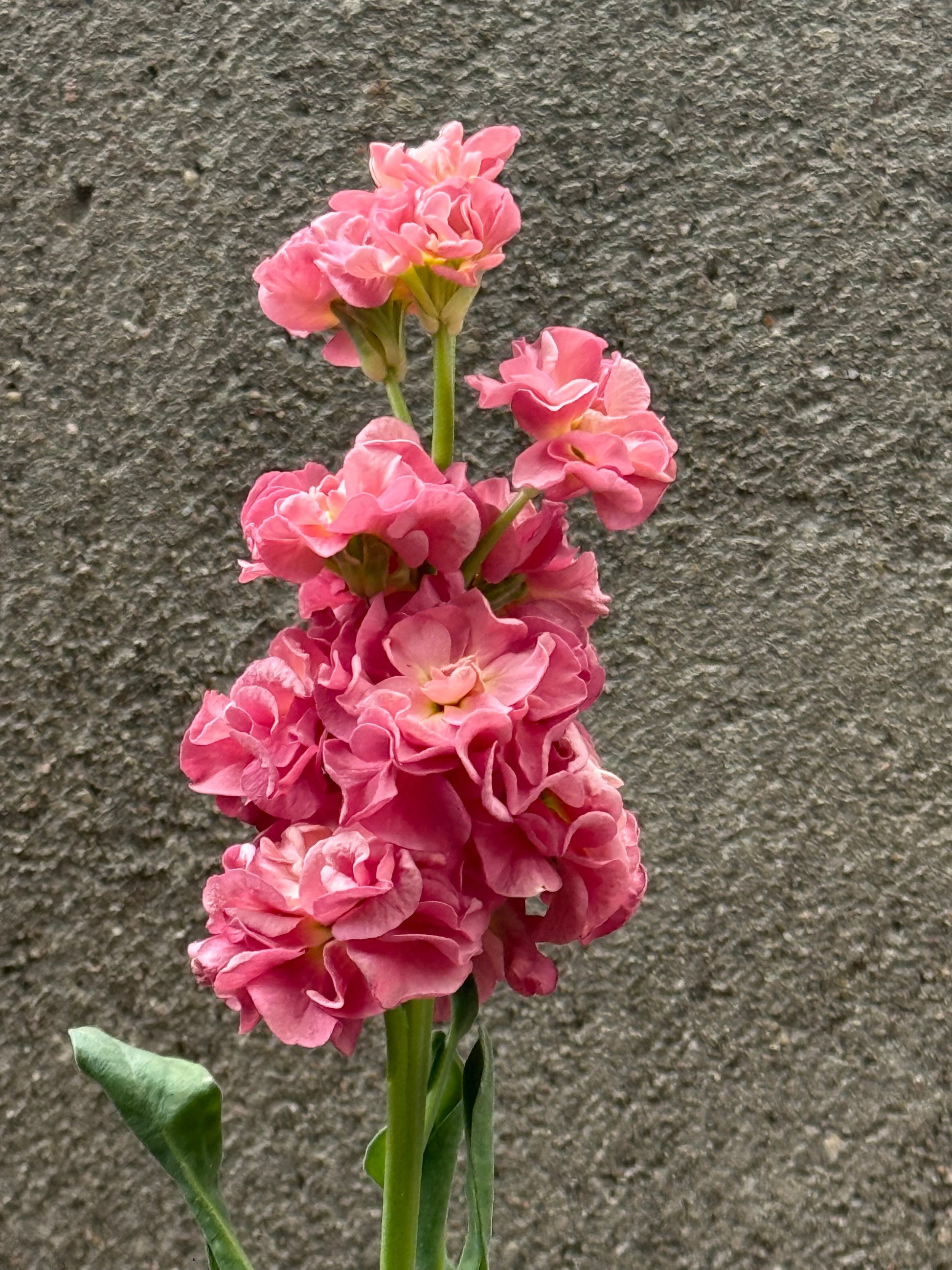 Matthiola incana StoX® Antique Rose | Stock therapyofflowers.com