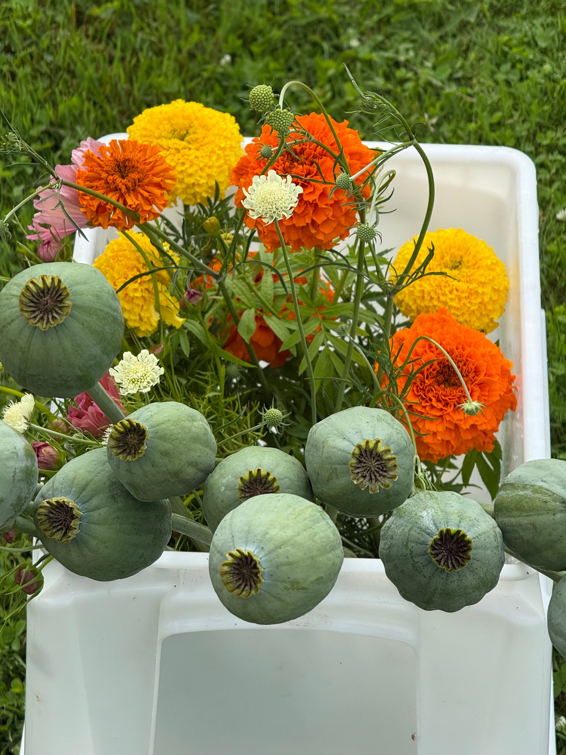 Papaver somniferum Bowling Ball | Breadseed Poppies therapyofflowers.com