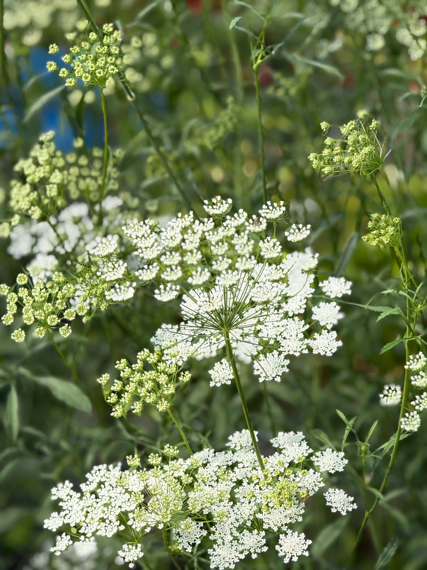 Ammi majus Queen of Africa | Bishop's Flower therapyofflowers.com