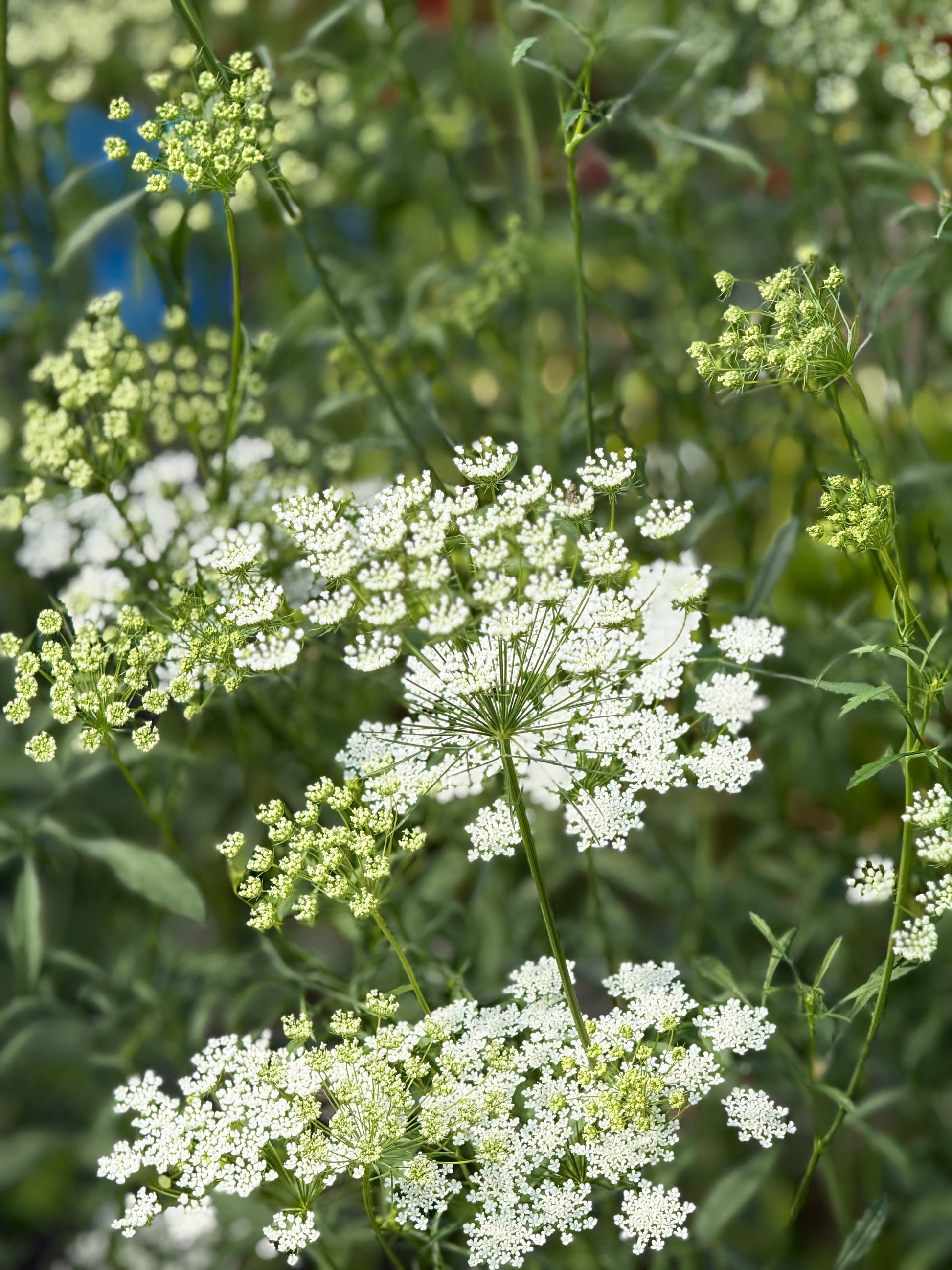 Ammi majus Queen of Africa | Bishop's Flower therapyofflowers.com