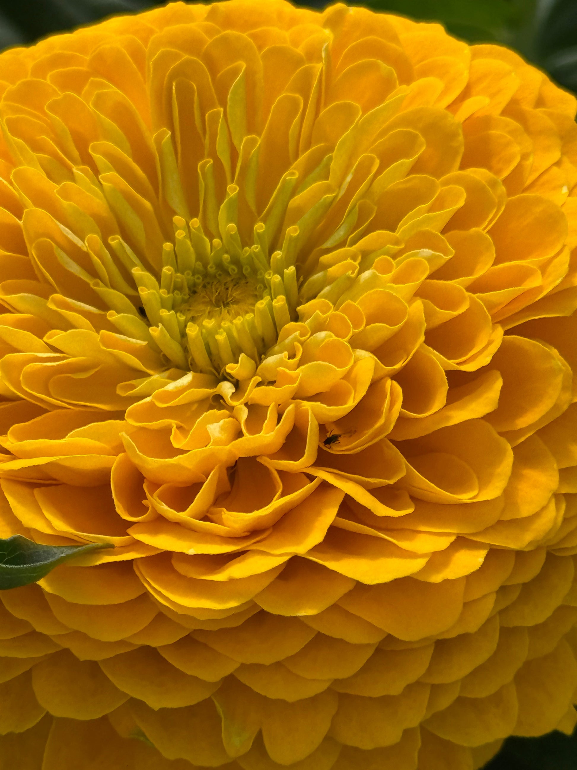 Zinnia elegans Benary's Giant Golden Yellow therapyofflowers.com