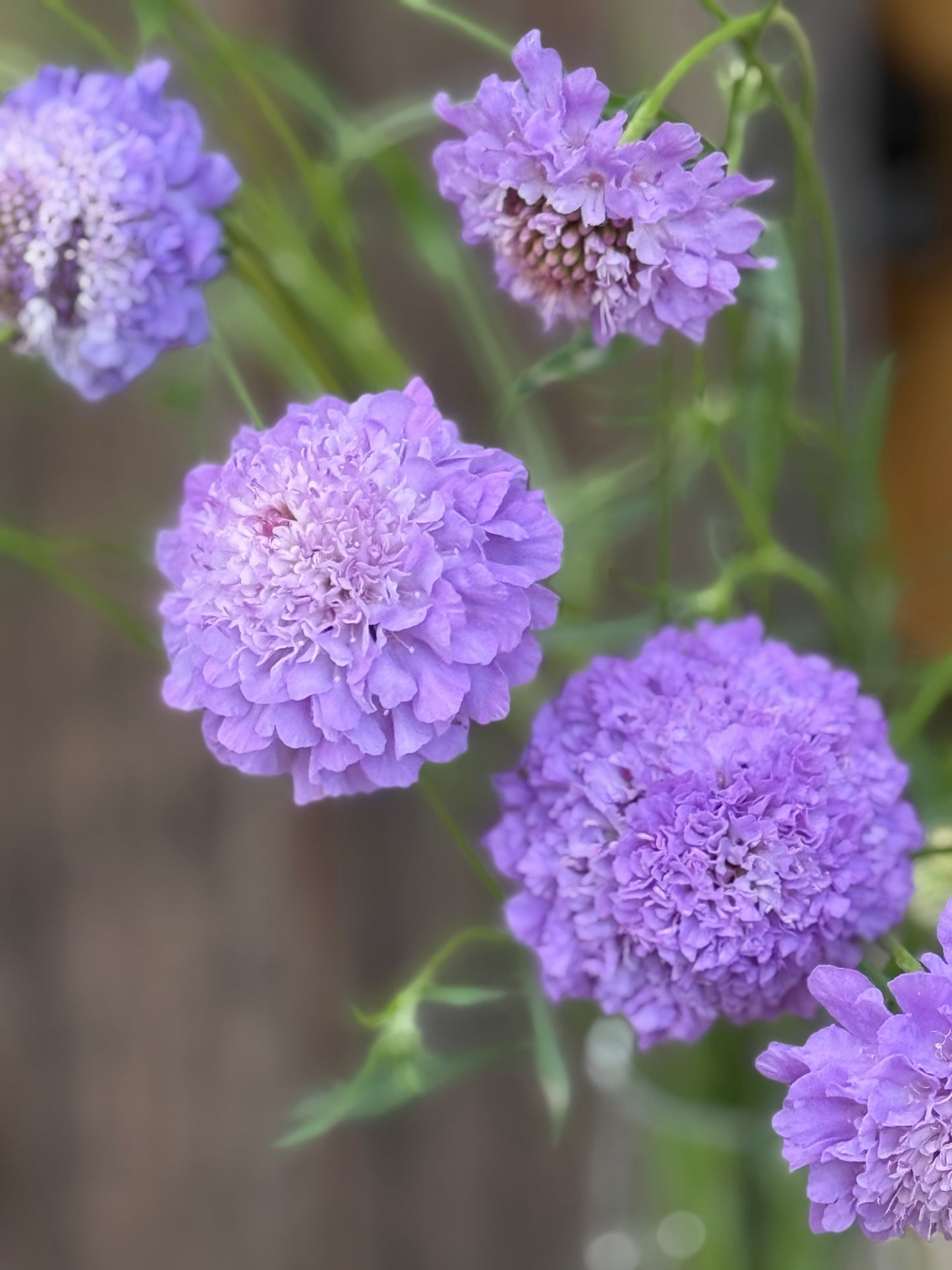 Scabiosa atropurpurea Oxford Blue | Sweet Scabious | Pincushion Flower therapyofflowers.com