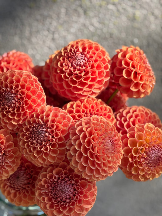 Dahlia Cornel Bronze | Top Cut Flower Variety therapyofflowers.com