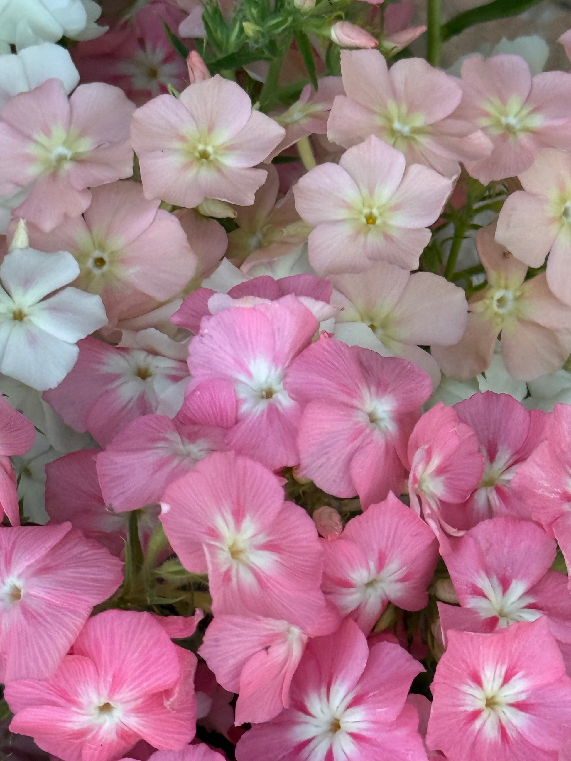 Phlox Drummondii Phlox of Sheep Pastel mix | Annual Phlox therapyofflowers.com