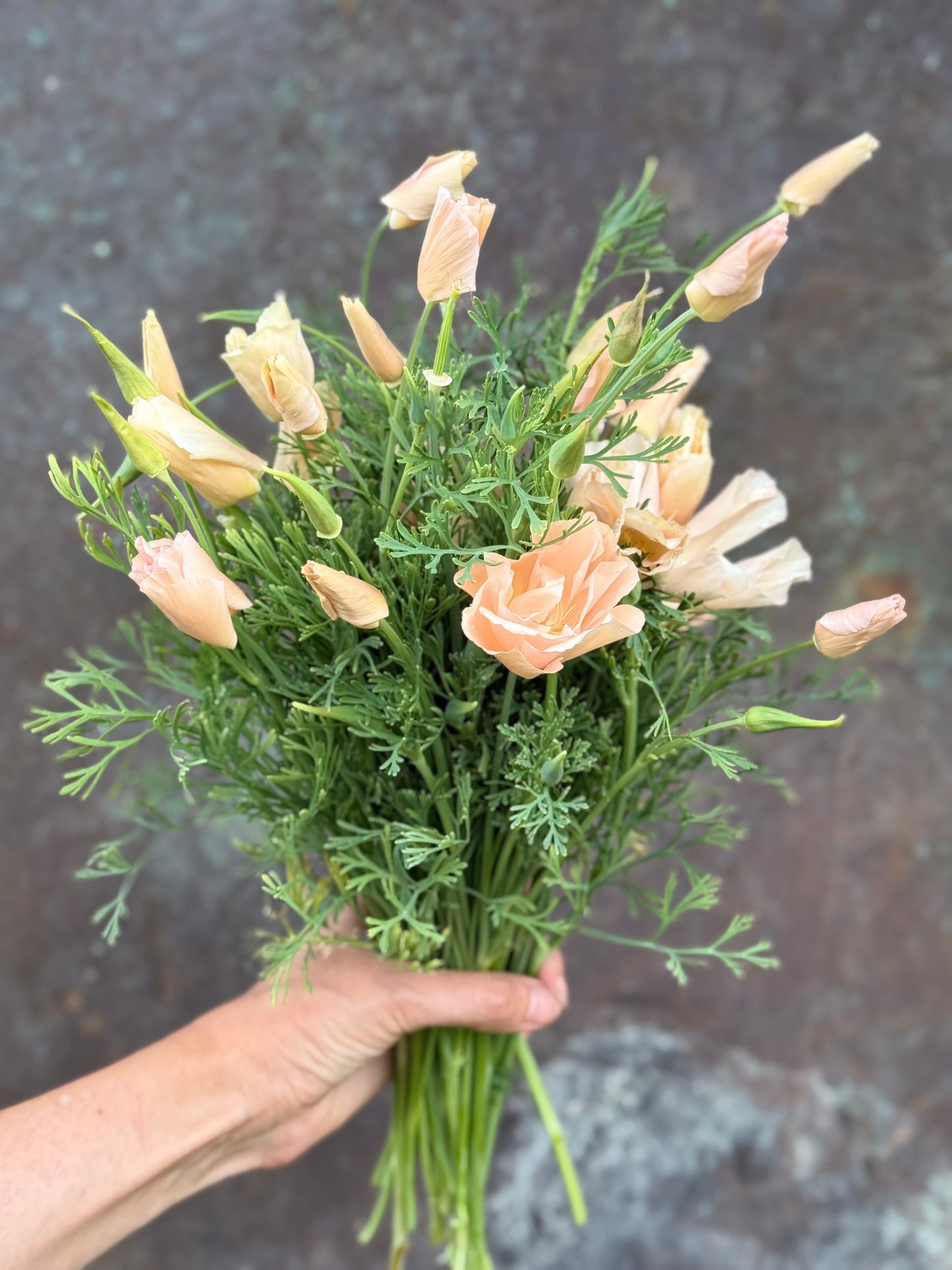 Eschscholzia californica Thai Silk Pink Champagne | California Poppy therapyofflowers.com