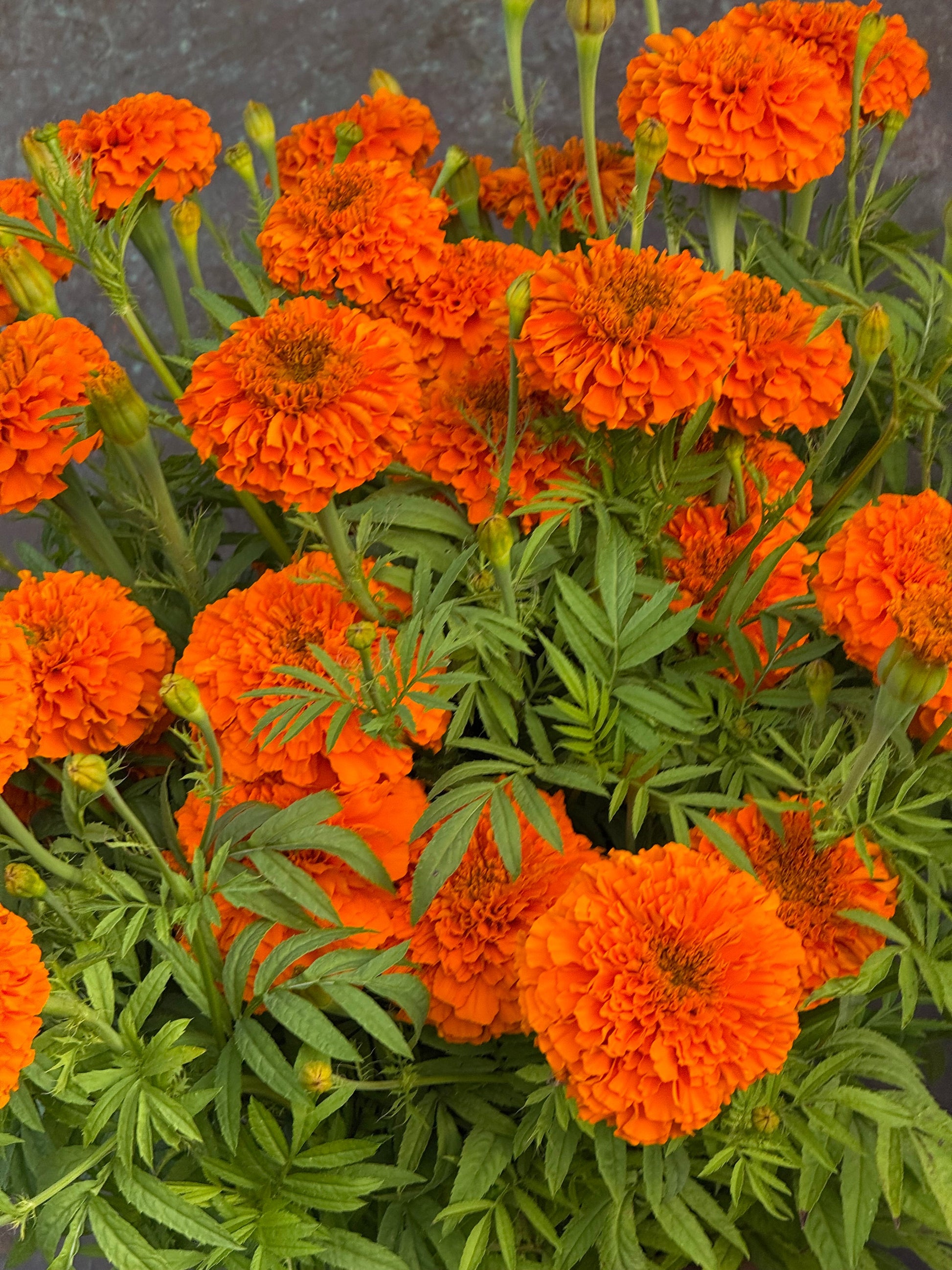 Tagetes erecta Coco™ Deep Orange F1 | African Marigold | Cut Flower therapyofflowers.com