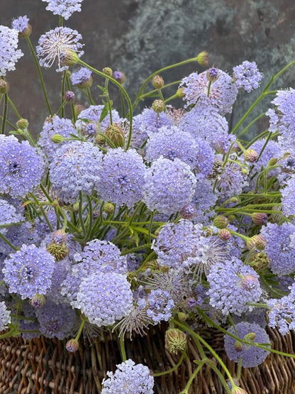 Trachymene coerulea Lavender Blue | Lace Flower | Didiscus therapyofflowers.com