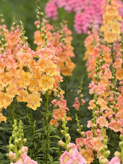 Snapdragon ‘Chantilly™ Salmon’ F1 | Group 1, 2 | Antirrhinum majus | Butterfly-Type therapyofflowers.com