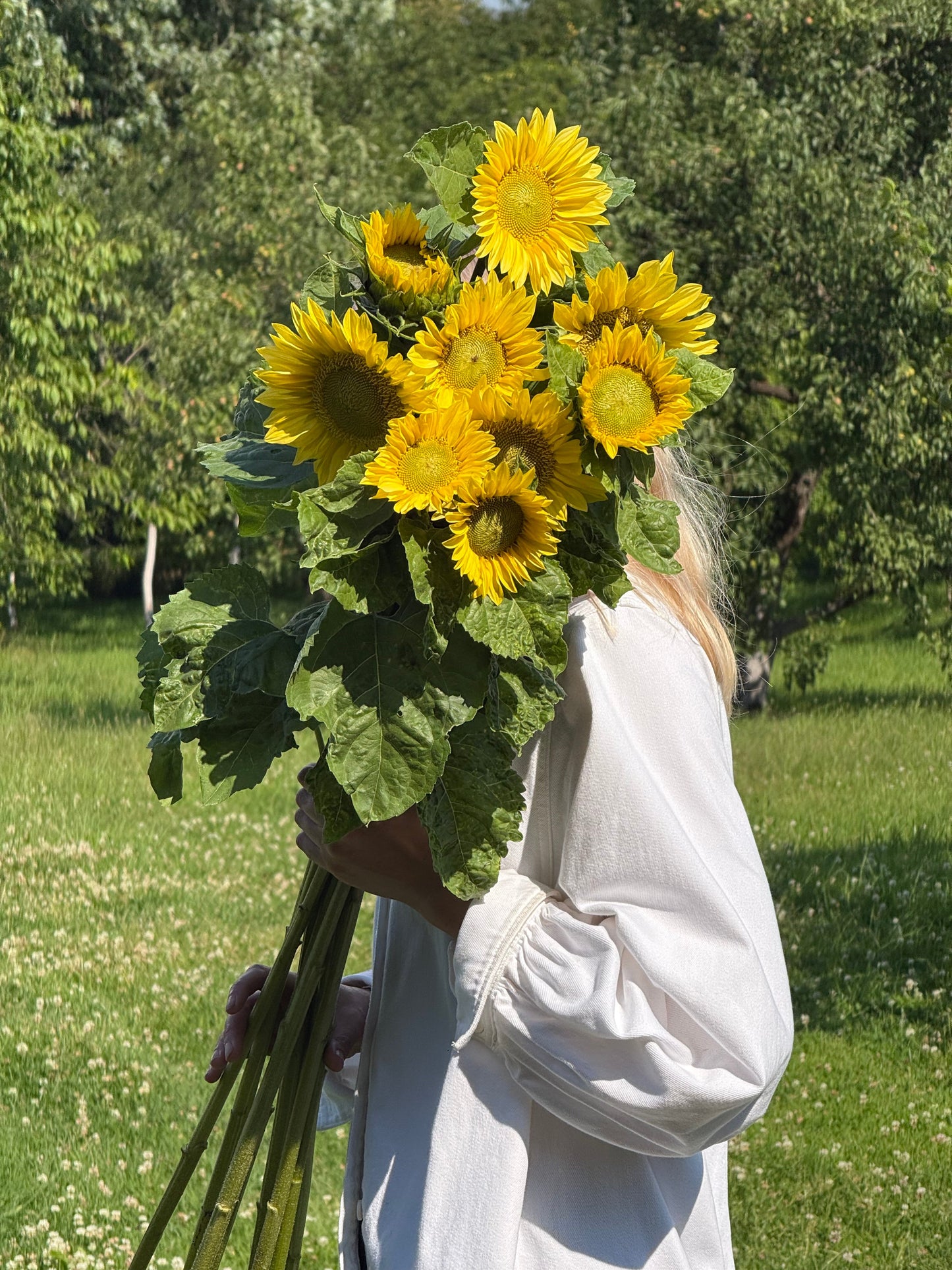 Sunflower ProCut® Lemon Lite F1 | Helianthus annuus | New! therapyofflowers.com