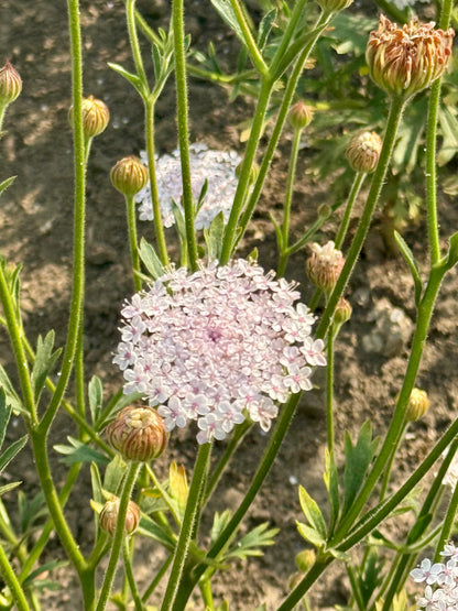 Didiskus Lace Pink | Trachymene coerulea 