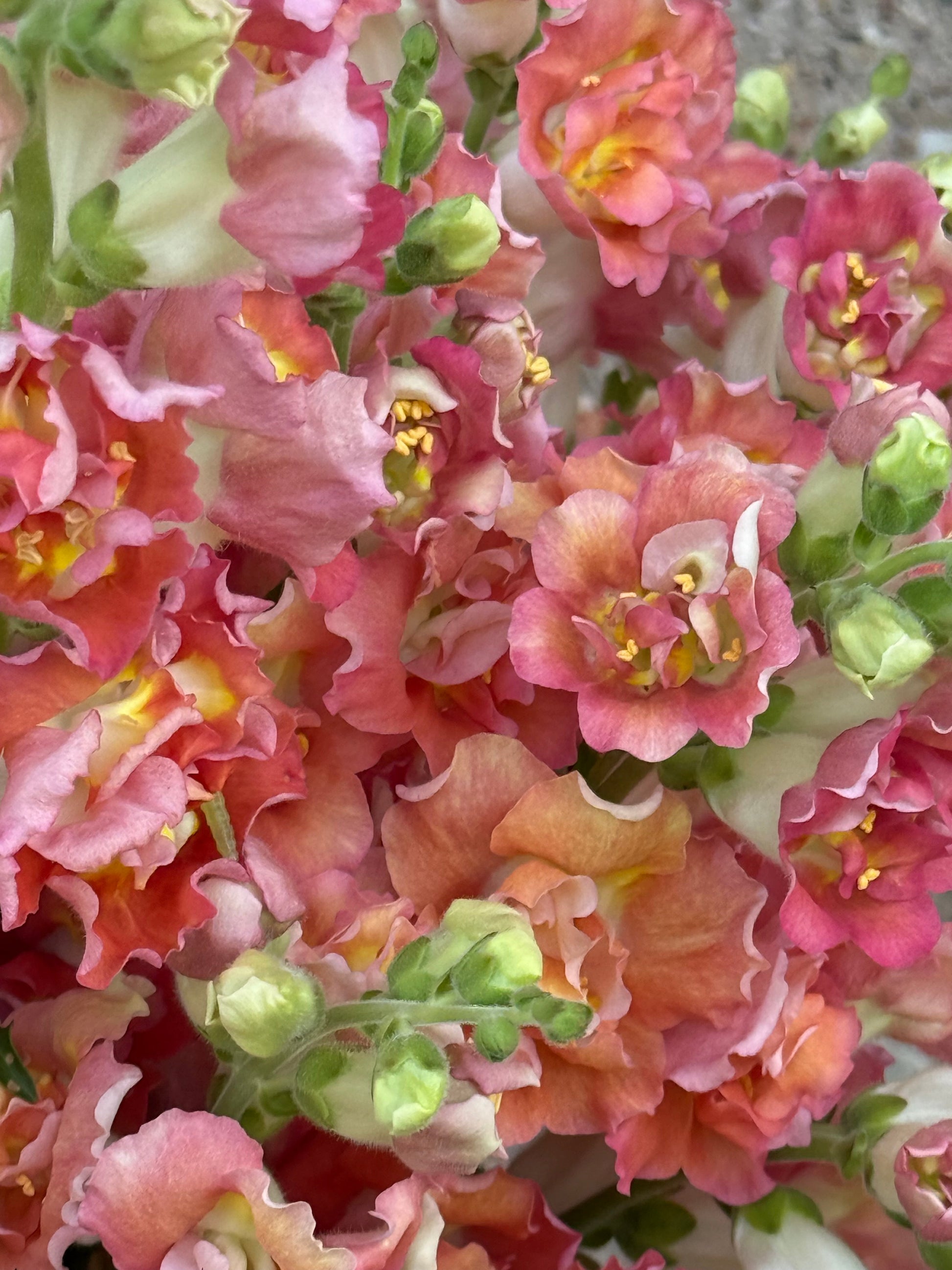 Snapdragon Madame Butterfly™ Bronze/White | Group 3,4 | Antirrhinum majus therapyofflowers.com