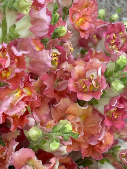 Snapdragon Madame Butterfly™ Bronze/White | Group 3,4 | Antirrhinum majus therapyofflowers.com