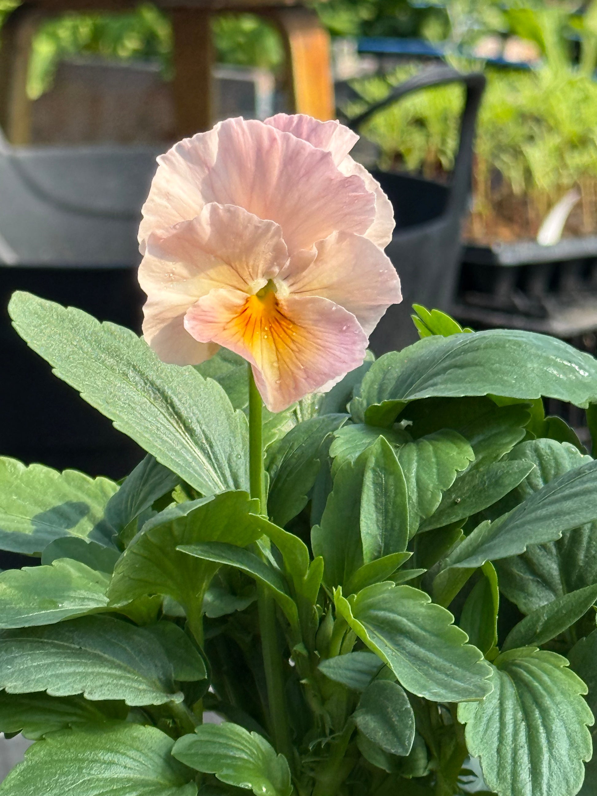 Viola x wittrockiana Inspire® Peach Shades F1 | Pansy therapyofflowers.com