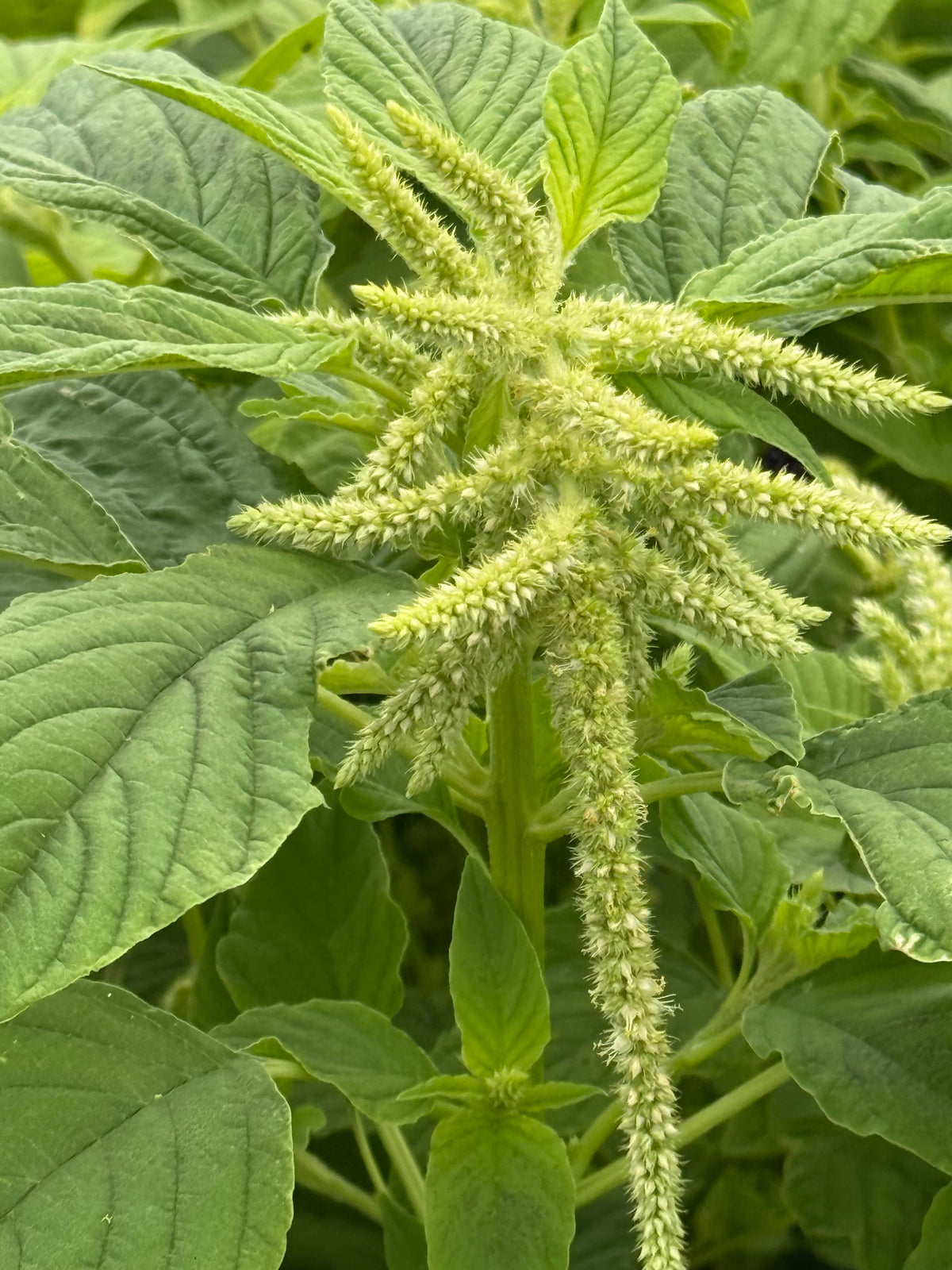 Amaranthus caudatus Viridis | Green Cascade | Hanging Green Amaranth therapyofflowers.com