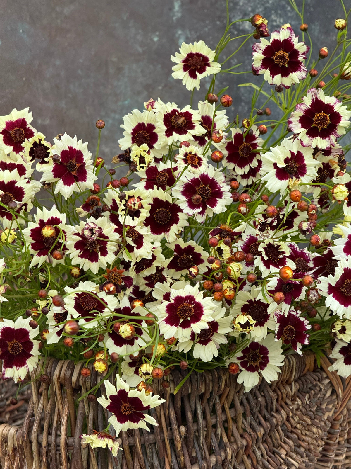 Coreopsis x hybrida Incredible! Swirl | Tickseed therapyofflowers.com