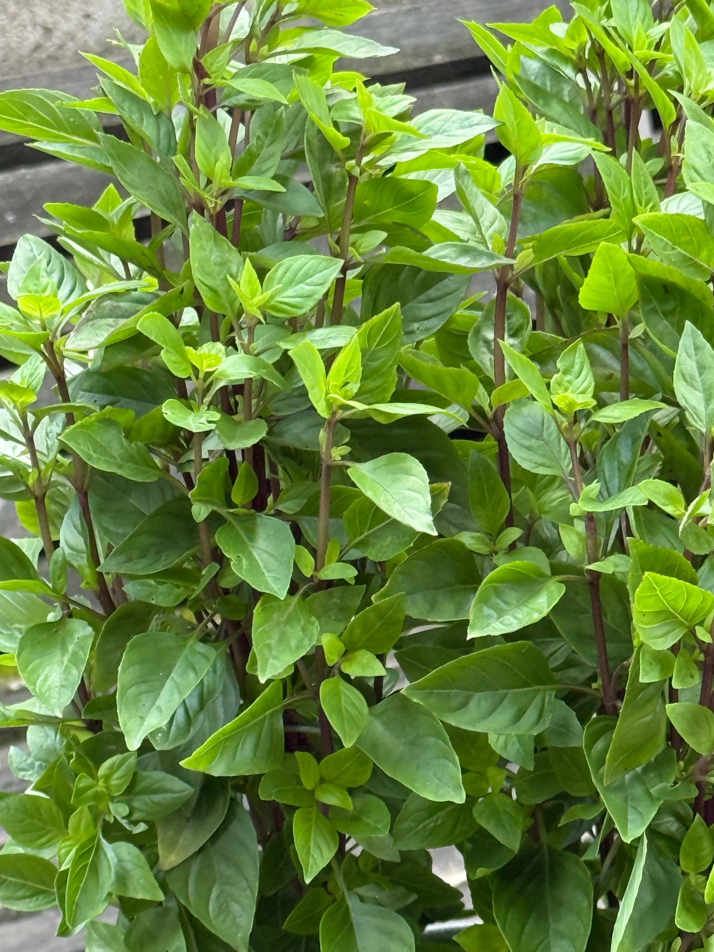 Everleaf Thai Towers Basil | Ocimum basilicum | Aromatic Thai Basil therapyofflowers.com