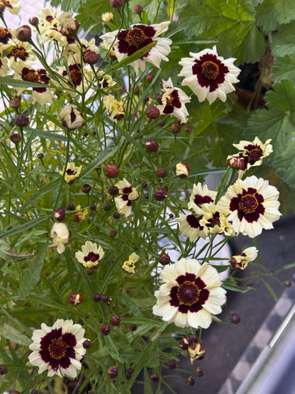 Coreopsis tinctoria Corusco Cream-Red | Plains Coreopsis therapyofflowers.com
