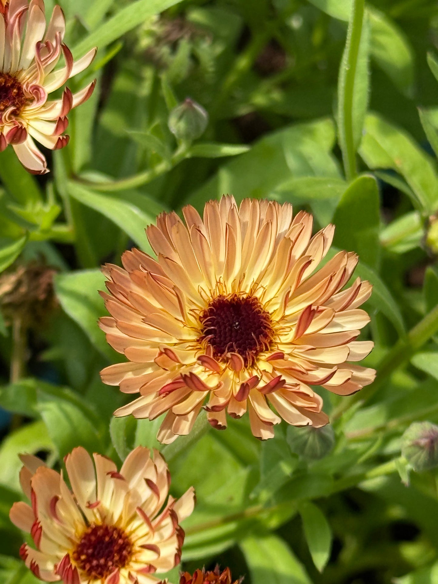 Calendula officinalis Touch of Red Buff | Pot Marigold | Cut flower therapyofflowers.com