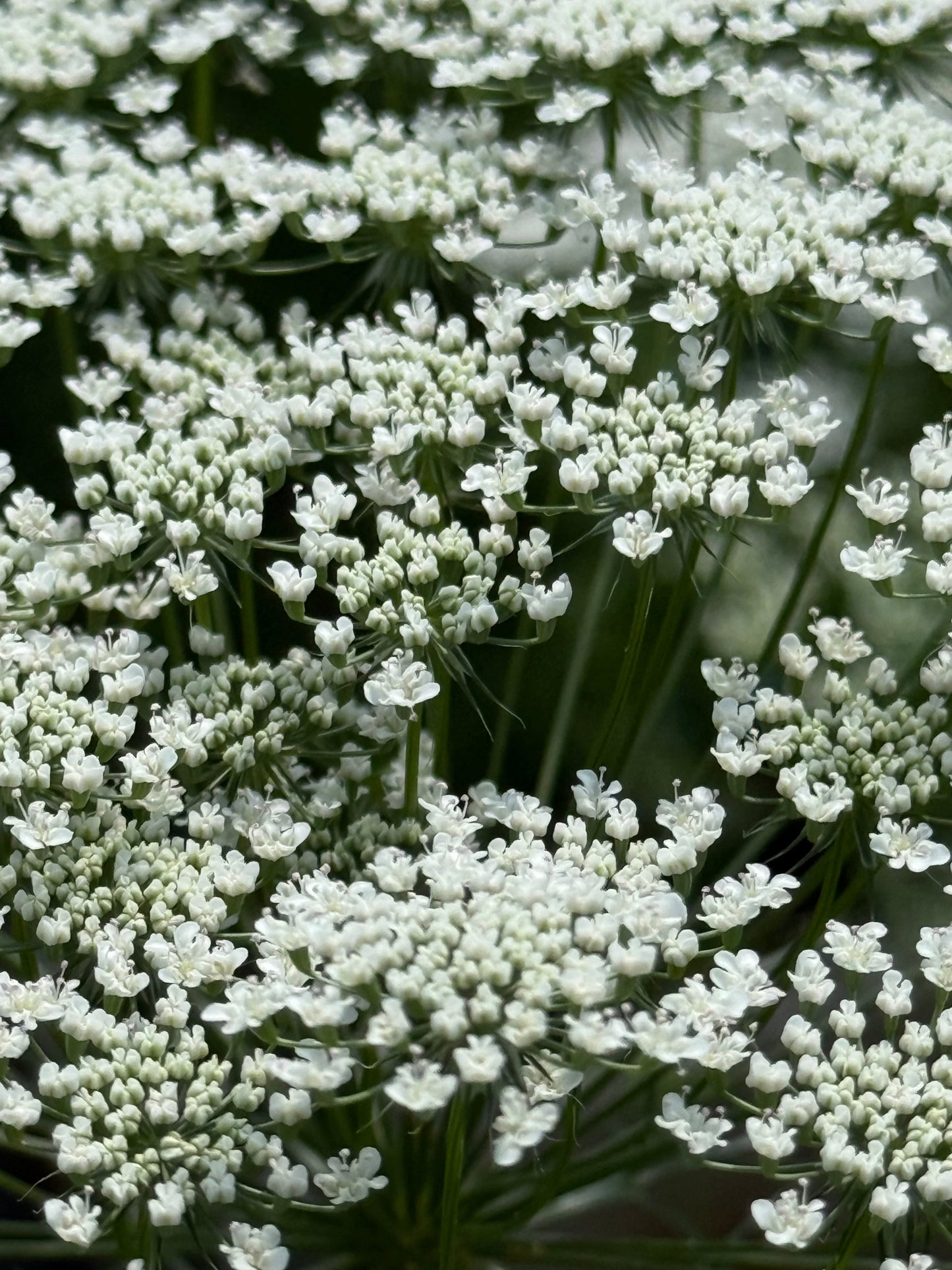 Ammi majus Queen of Africa | Bishop's Flower therapyofflowers.com