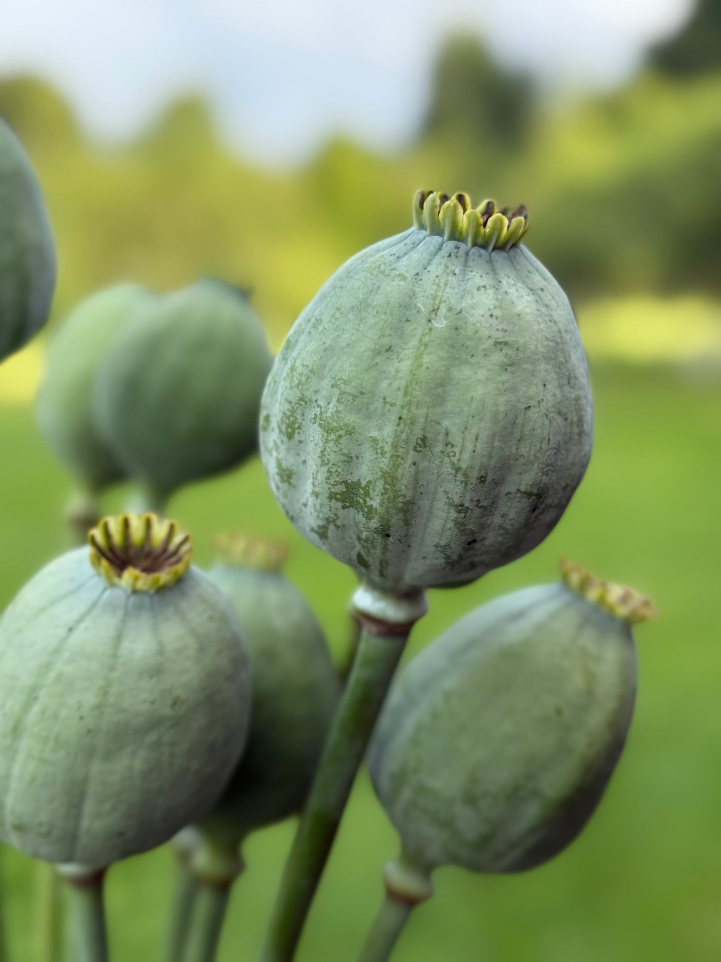 Papaver somniferum Bowling Ball | Breadseed Poppies therapyofflowers.com
