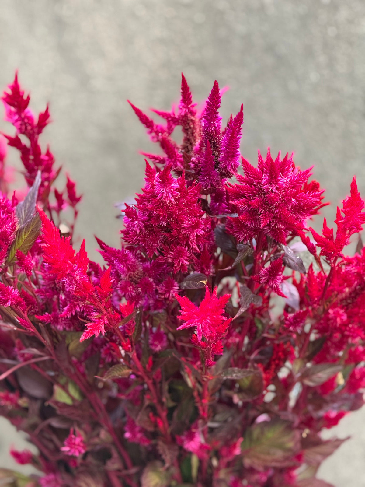 Celosia argentea var. plumosa Forest Fire | Feather Celosia | Tall therapyofflowers.com