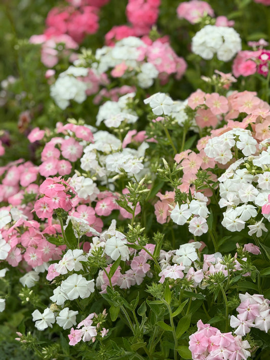 Phlox Drummondii Phlox of Sheep Pastel mix | Annual Phlox therapyofflowers.com
