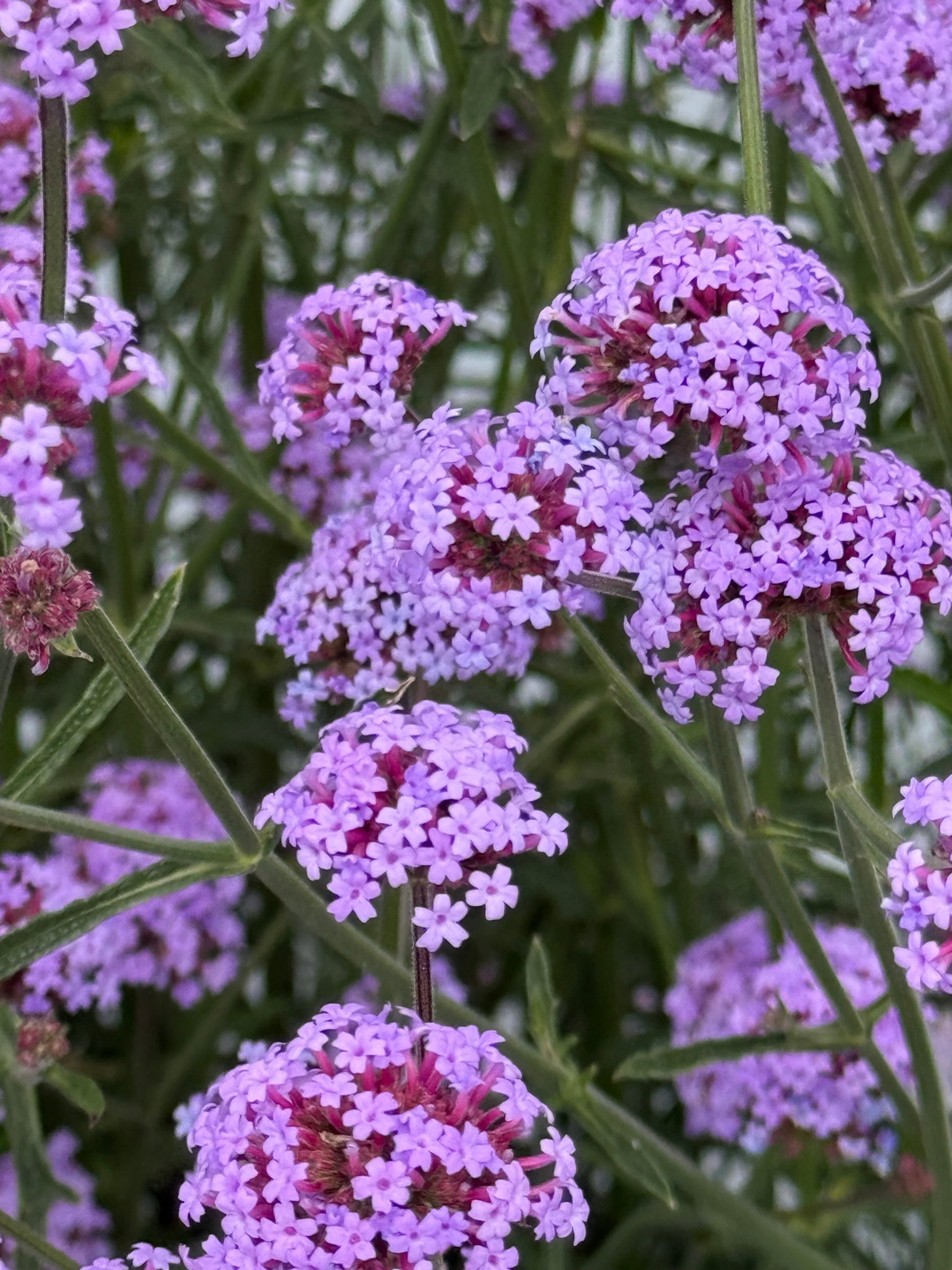 Verbena bonariensis Flair | Purple Vervain | Very Compact therapyofflowers.com