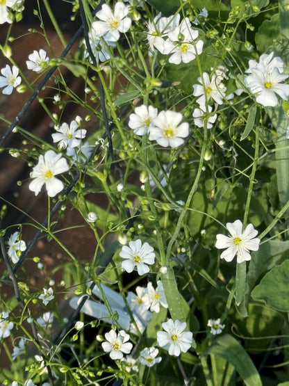 Gypsophila elegans Covent Garden | Annual Baby’s Breath therapyofflowers.com