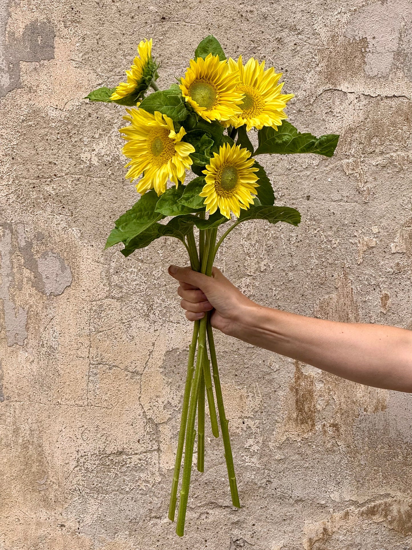 Sunflower ProCut® Lemon Lite F1 | Helianthus annuus | New! therapyofflowers.com