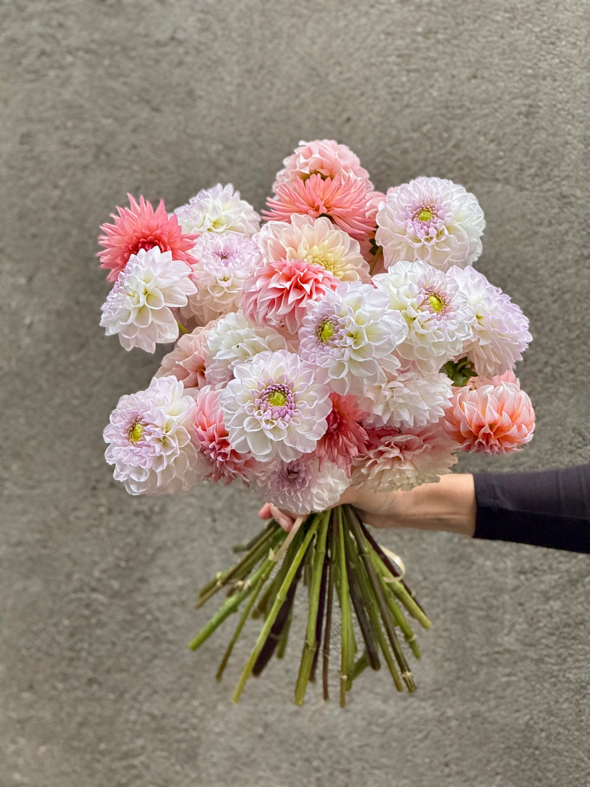 Dahlia Aprīļa Pilieni | Cut Flower Quality therapyofflowers.com
