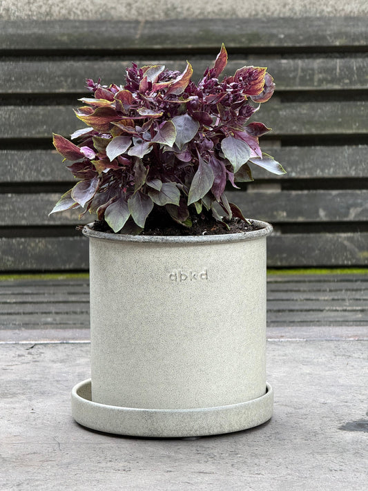 Purple Ball Basil | Ocimum Basilicum | Very aromatic Basil therapyofflowers.com