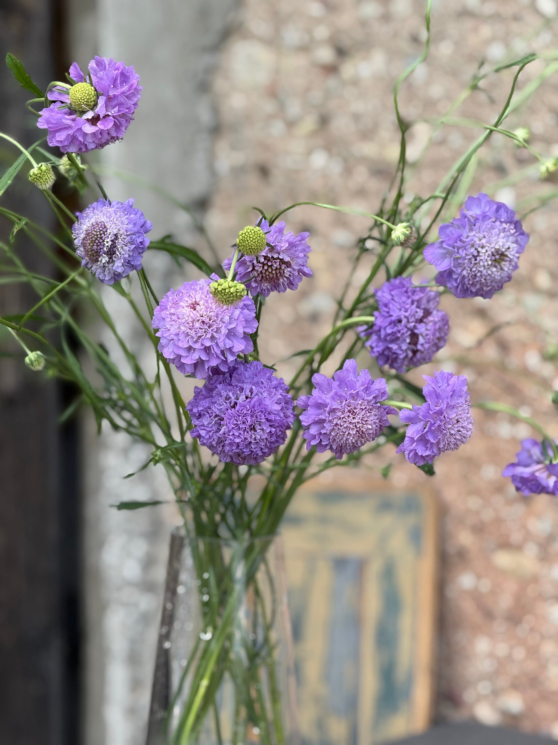 Scabiosa atropurpurea Oxford Blue | Sweet Scabious | Pincushion Flower therapyofflowers.com