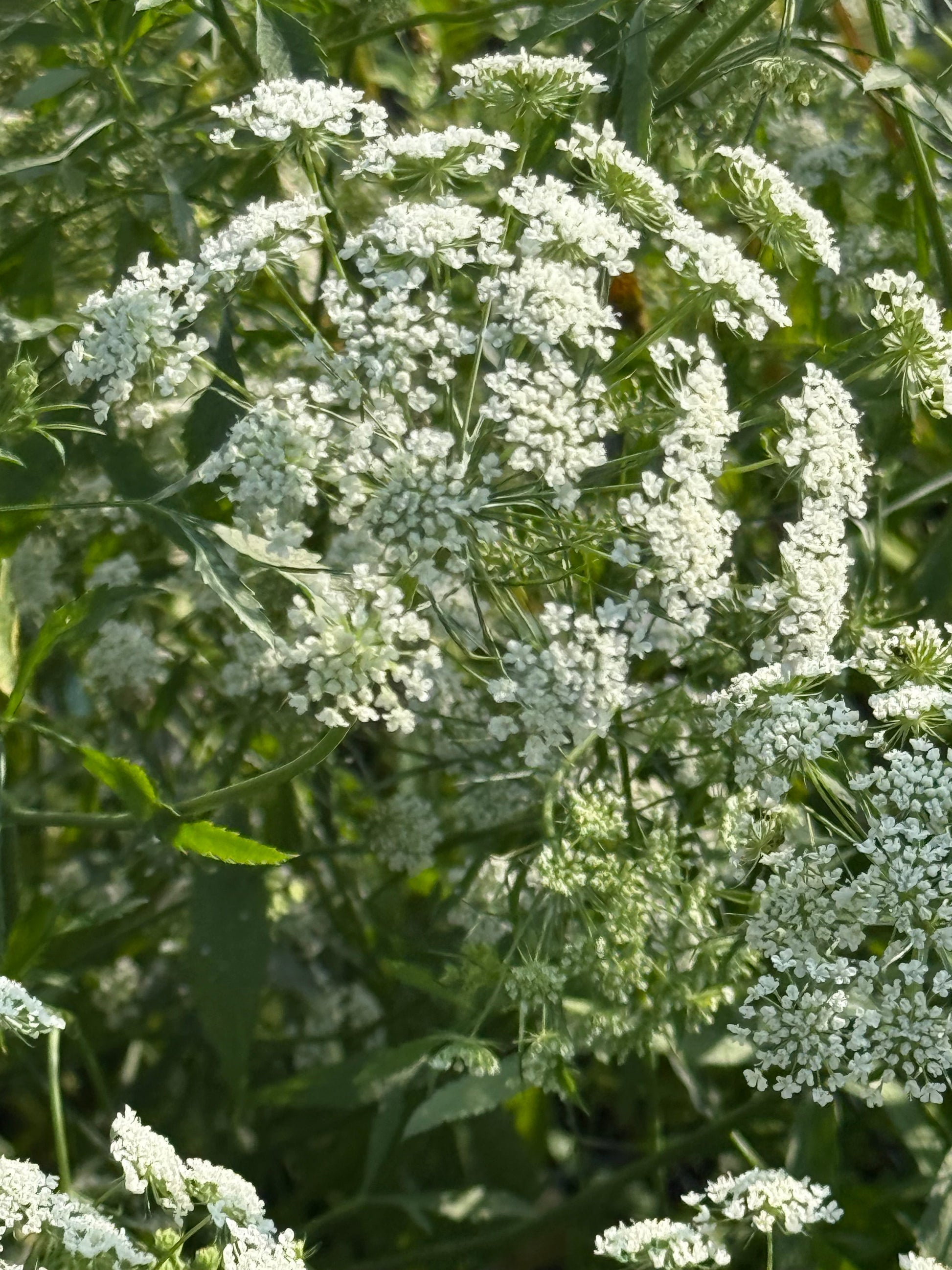 Ammi majus Queen of Africa | Bishop's Flower therapyofflowers.com