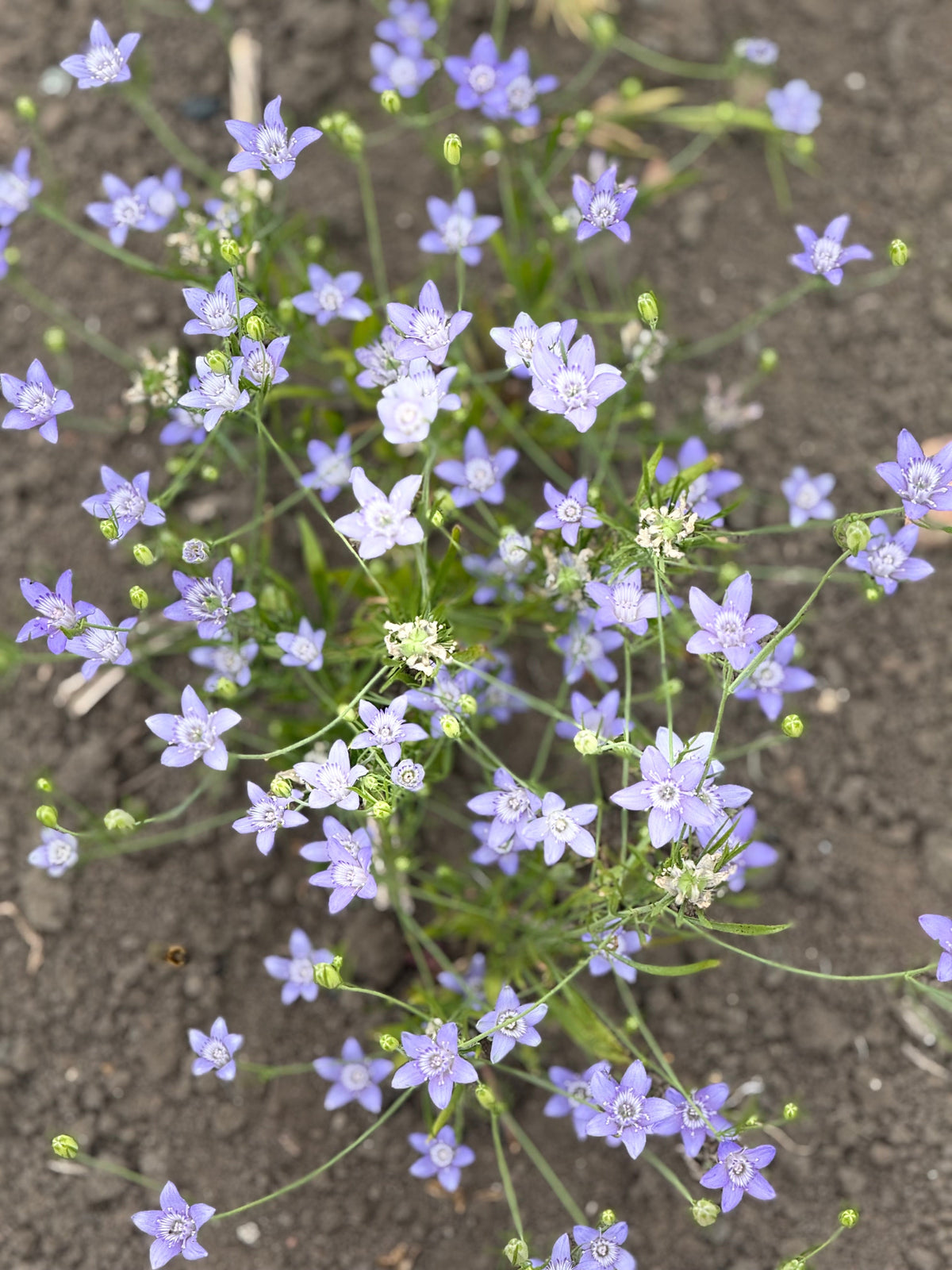 Nigella bucharica Blue Stars | Love-in-a-Mist therapyofflowers.com