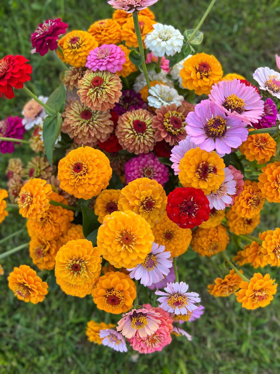 Zinnia elegans OKLAHOMA Golden Yellow | Cut Flower Zinnia therapyofflowers.com