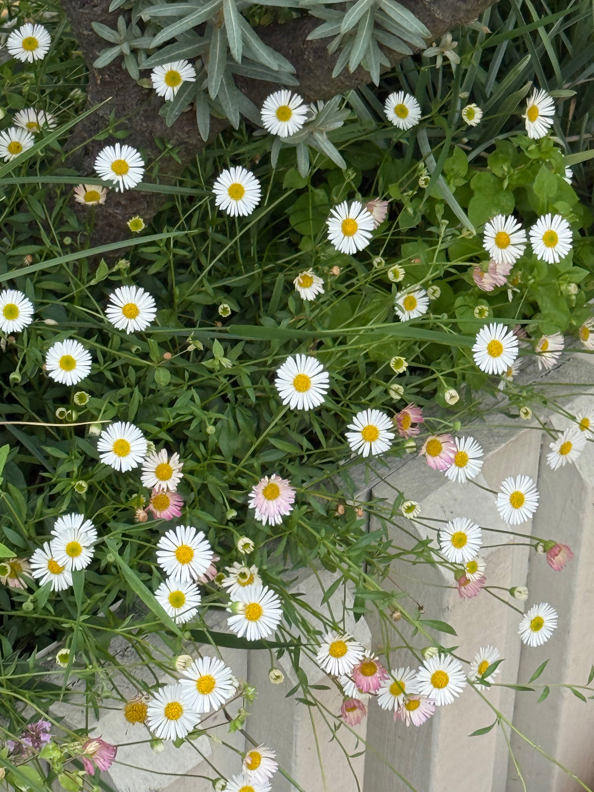 Erigeron karvinskianus Profusion | Mexican Daisy | Pelleted therapyofflowers.com