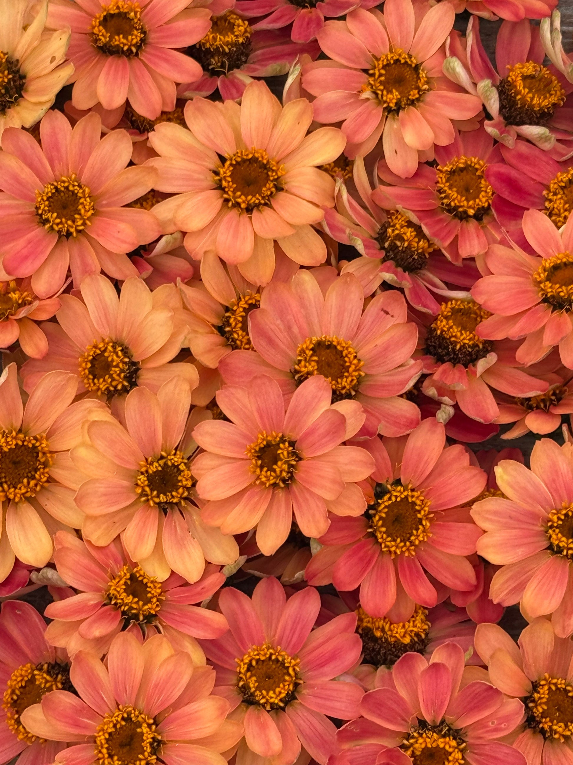 Zinnia Hybrida Profusion Apricot | Great for Cut Flowers therapyofflowers.com