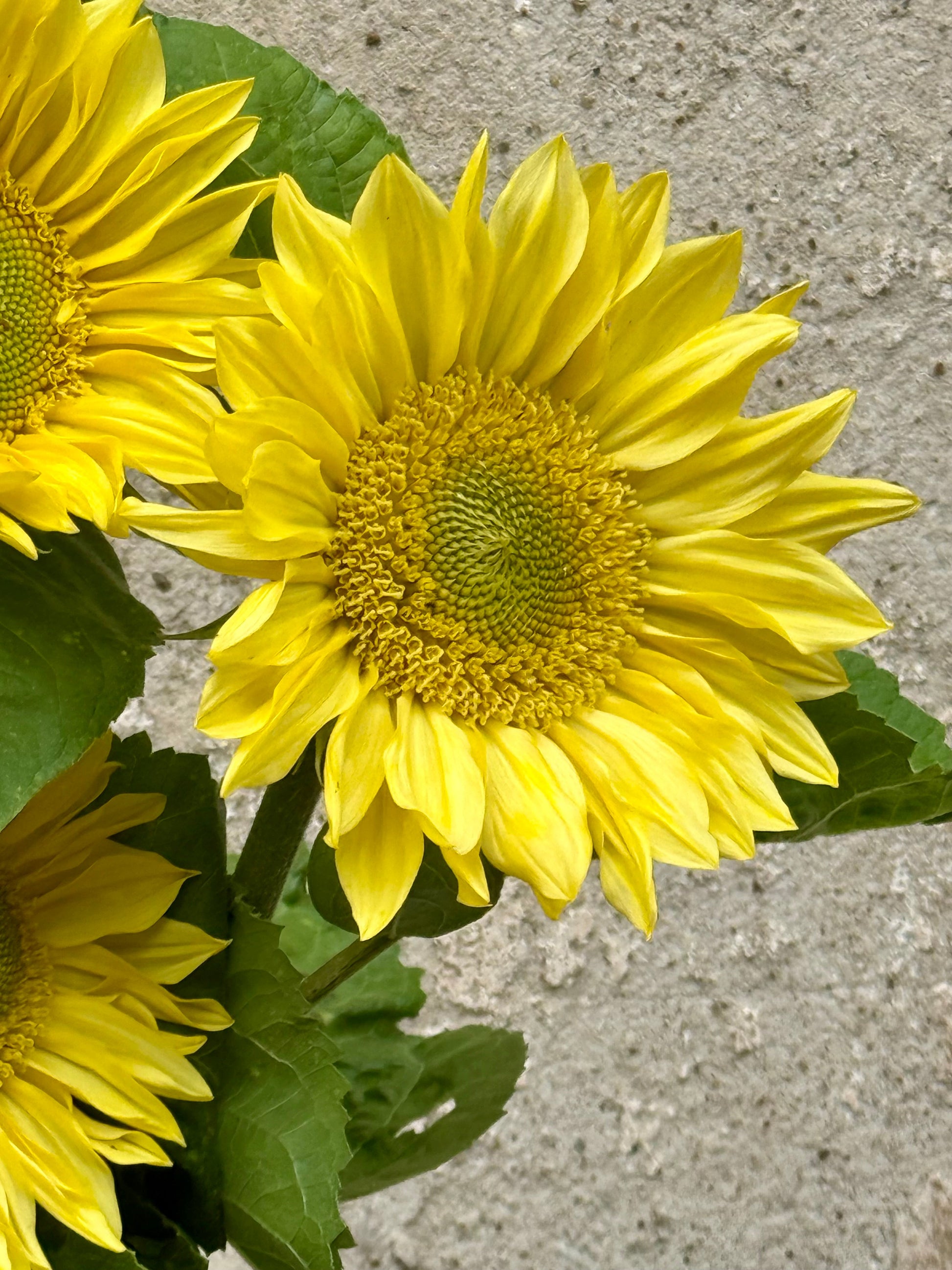 Sunflower ProCut® Lemon Lite F1 | Helianthus annuus | New! therapyofflowers.com