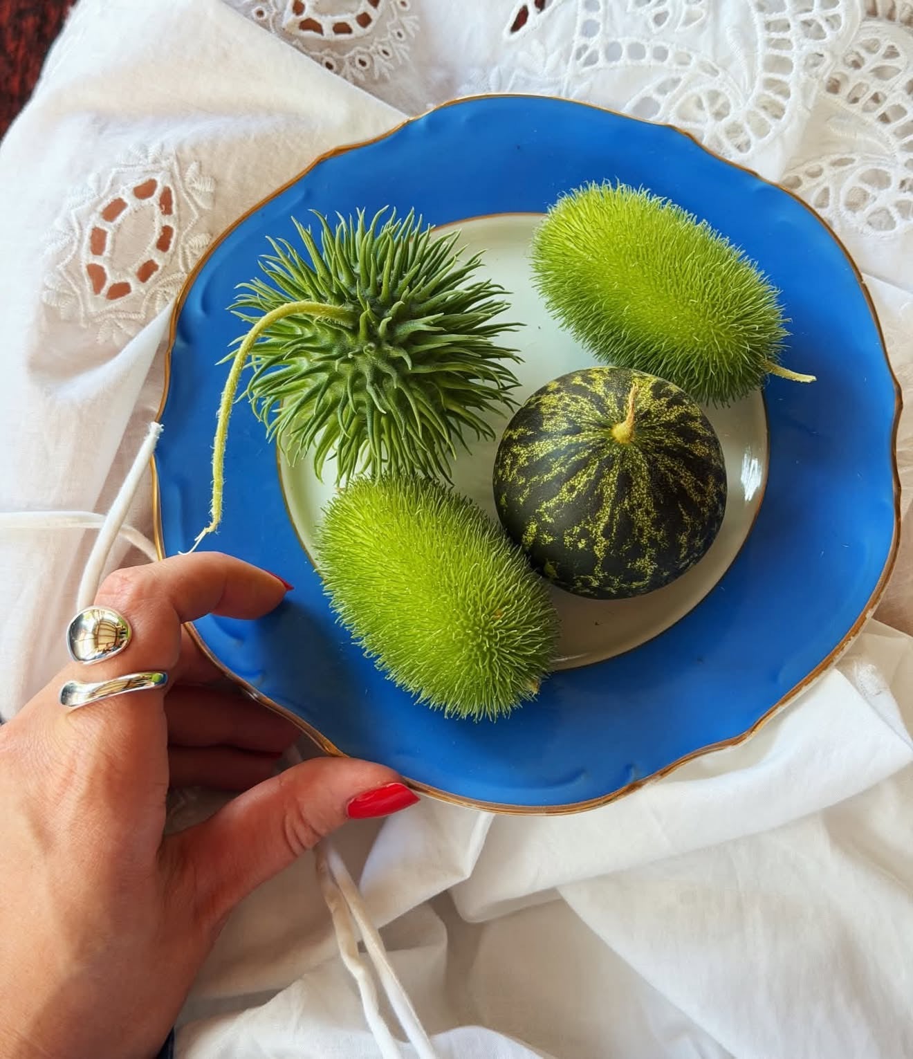 Cucumis species Deco-Fruits Mix | Ornamental Cucumbers | 8 Species therapyofflowers.com